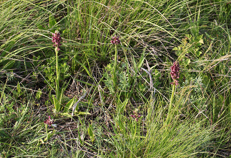 Wanzen-Knabenkraut - orchis coriophora - Anacamptis coriophora