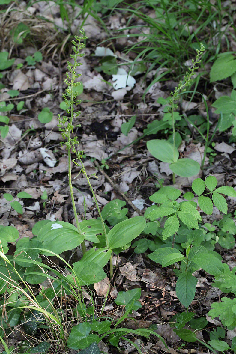 Großes Zweiblatt - Listera ovata