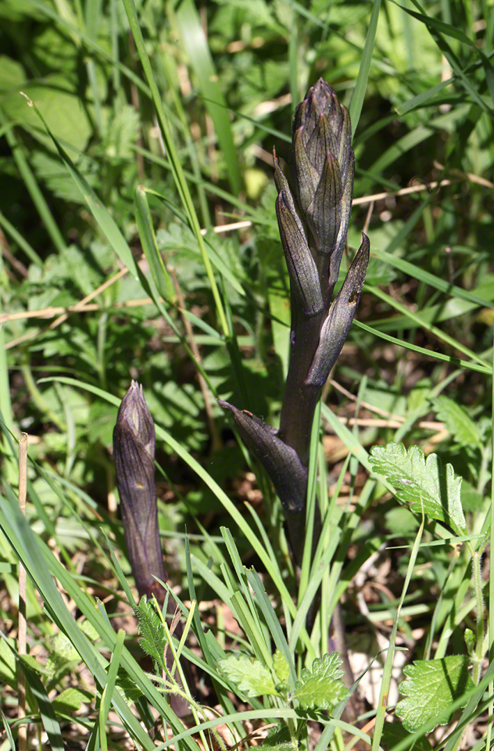 Violett-Dingel - Limodorum abortivum