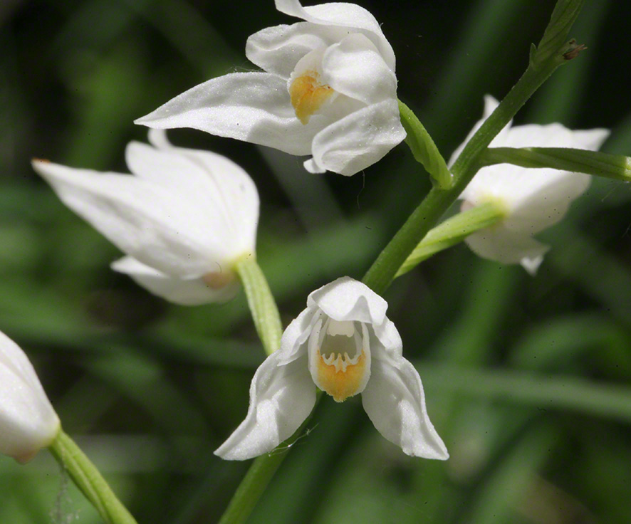 Schmalblatt-Waldvögelein - Cephalanthera longifolia