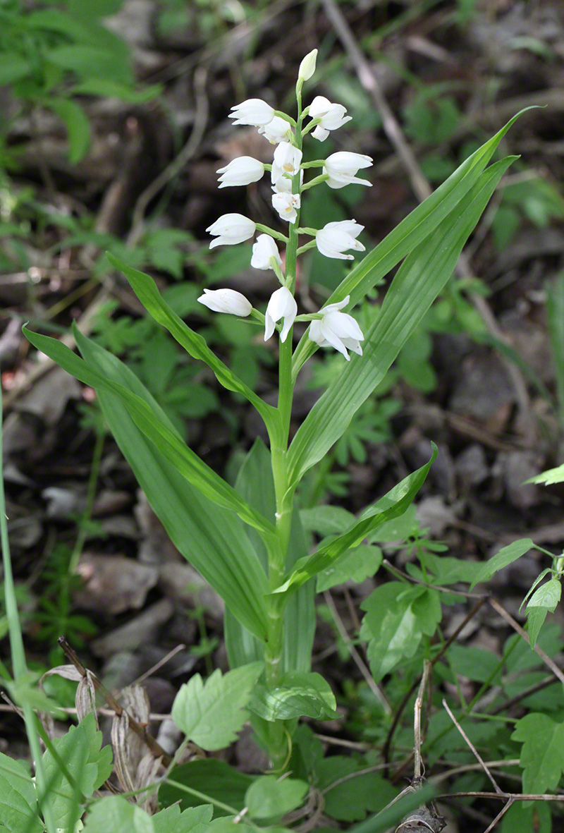 Schmalblatt-Waldvögelein - Cephalanthera longifolia