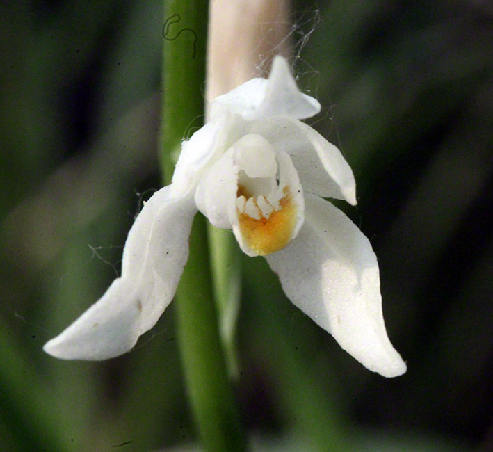 Schmalblatt-Waldvögelein - Cephalanthera longifolia