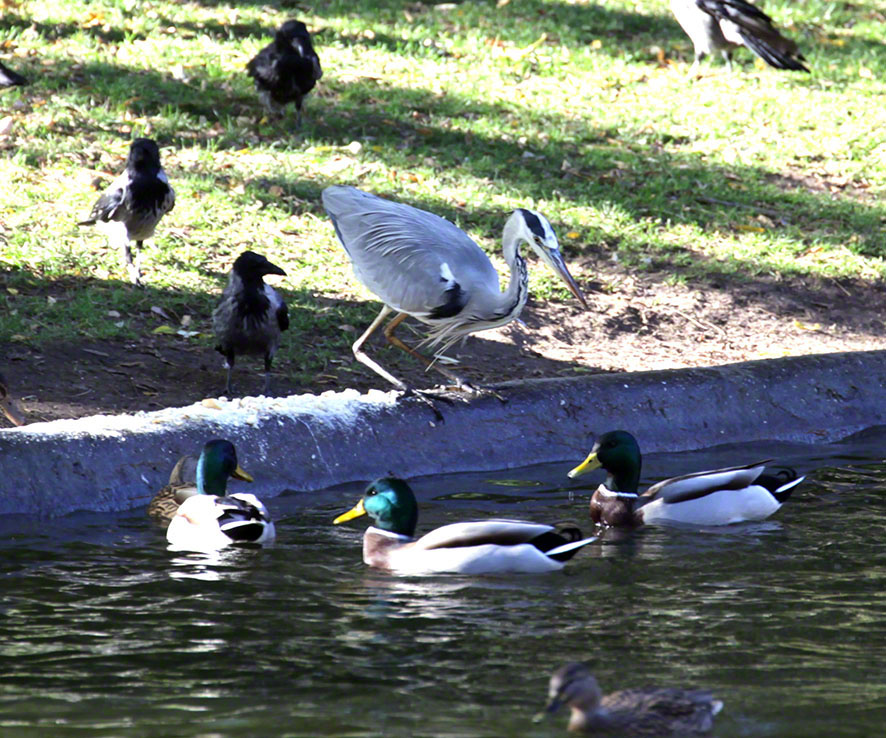 Türkenschanzpark, Graureiher