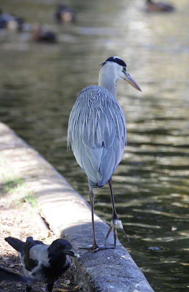 Türkenschanzpark, Graureiher