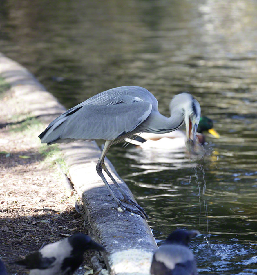 Türkenschanzpark, Graureiher