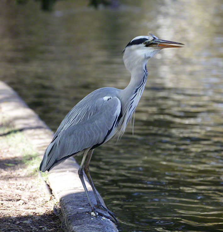 Türkenschanzpark, Graureiher