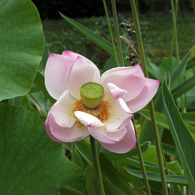 Zagreb, Botanischer Garten
