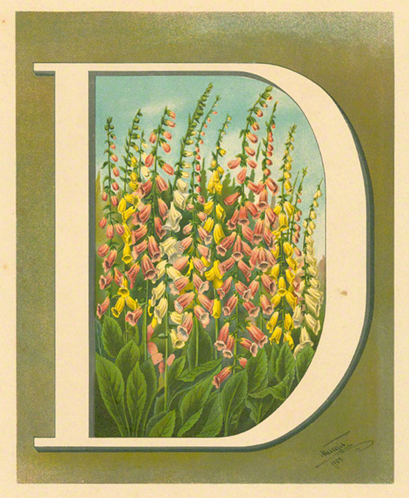 Margit 1903 Digitalis