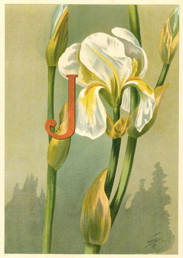 Margit 1903 Iris