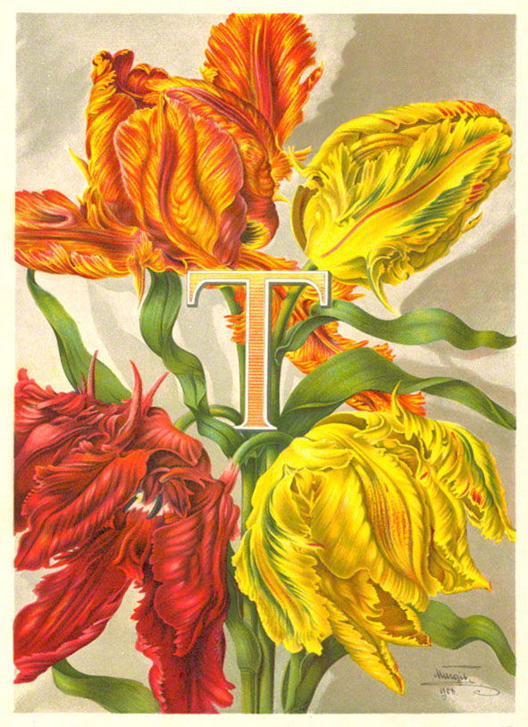 Margit 1903 Tulpe