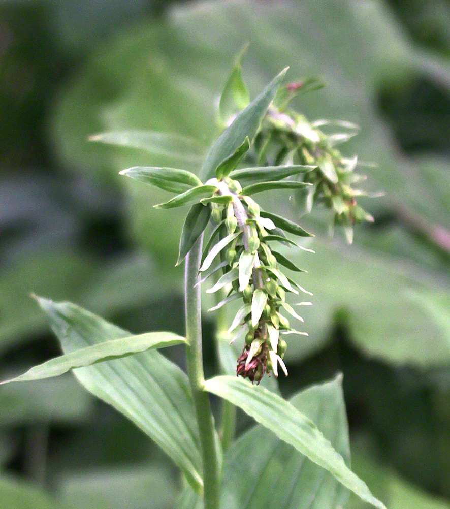 Stendelwurz - Epipactis