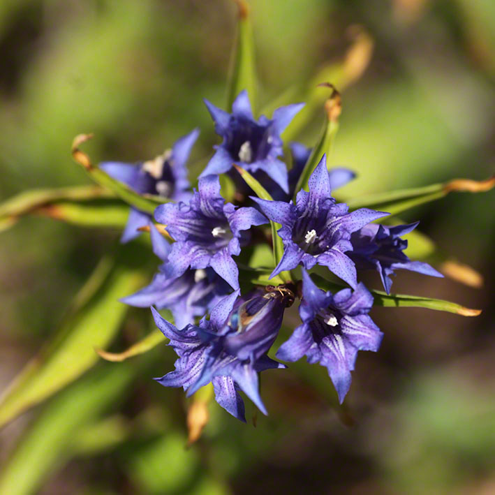 Schwalbenwurz-Enzian - Gentiana asclepiadea