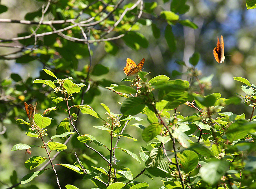 Kaisermantel - Argynnis paphia