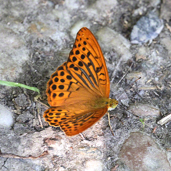 Kaisermantel - Argynnis paphia