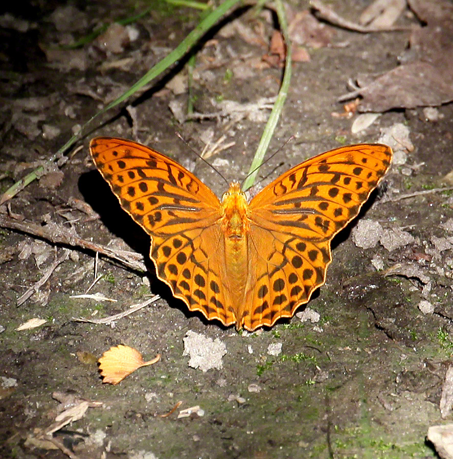 Kaisermantel - Argynnis paphia