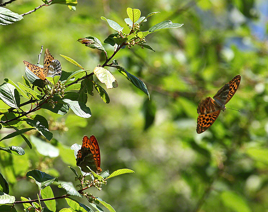 Kaisermantel - Argynnis paphia