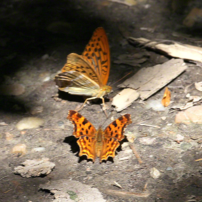 Kaisermantel - Argynnis paphia und C-Falter - Polygonia c-album