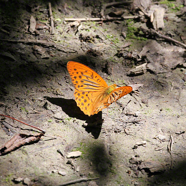 Kaisermantel - Argynnis paphia