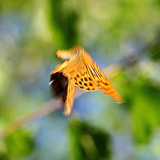 Kaisermantel - Argynnis paphia