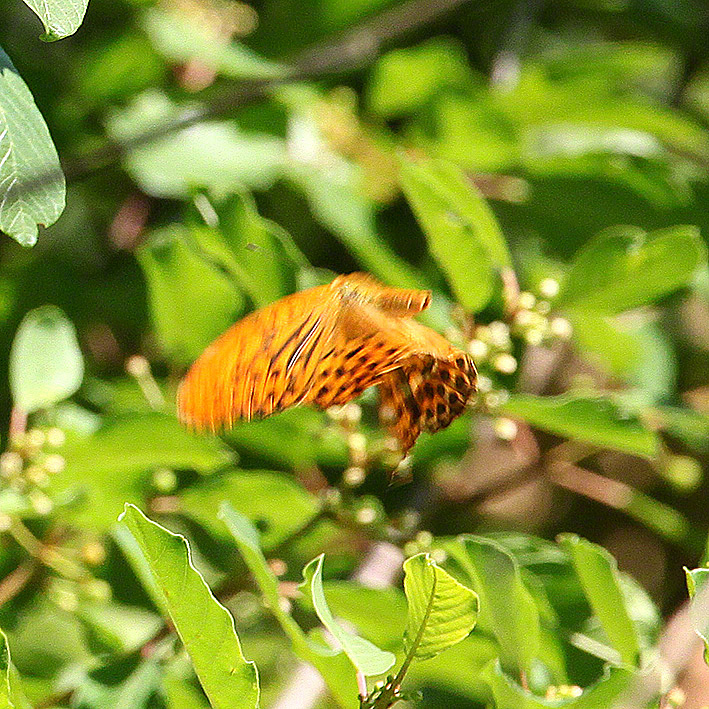 Kaisermantel - Argynnis paphia