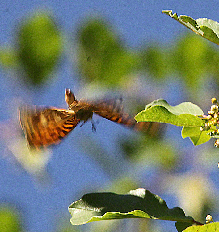 Kaisermantel - Argynnis paphia