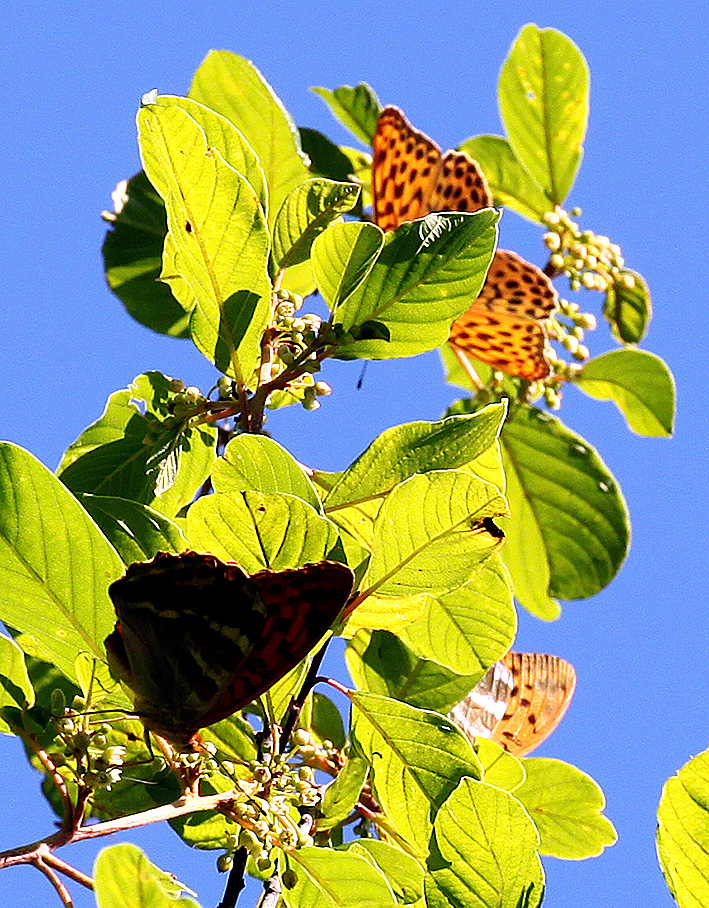 Kaisermantel - Argynnis paphia