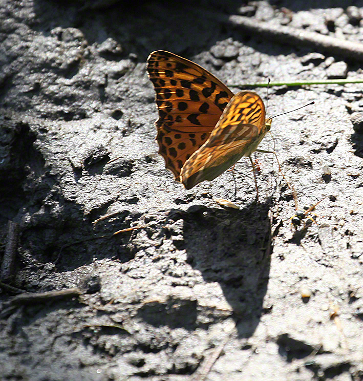 Kaisermantel - Argynnis paphia