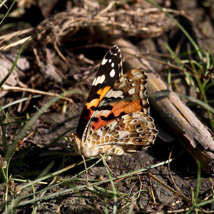 Distelfalter (Vanessa cardui)