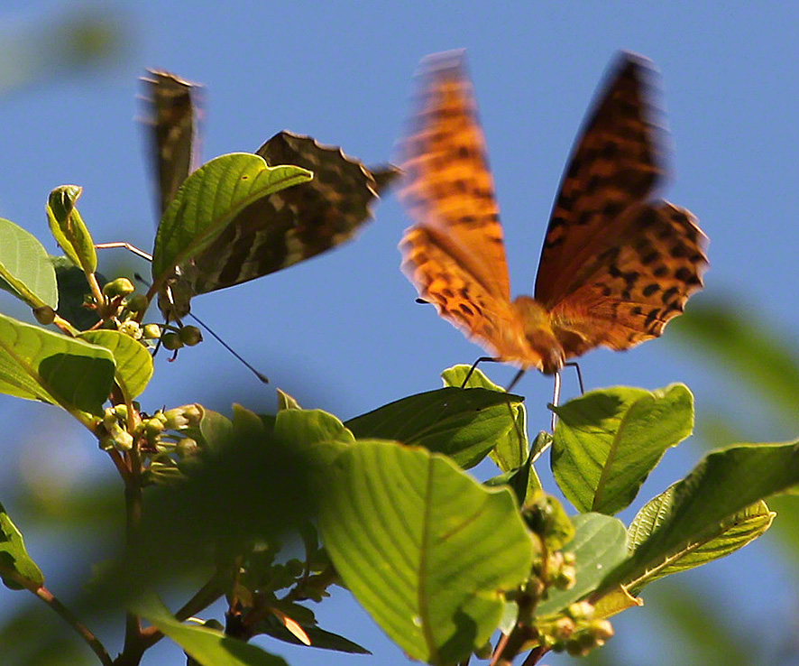Kaisermantel - Argynnis paphia