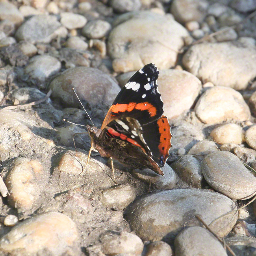 Distelfalter (Vanessa atalanta)