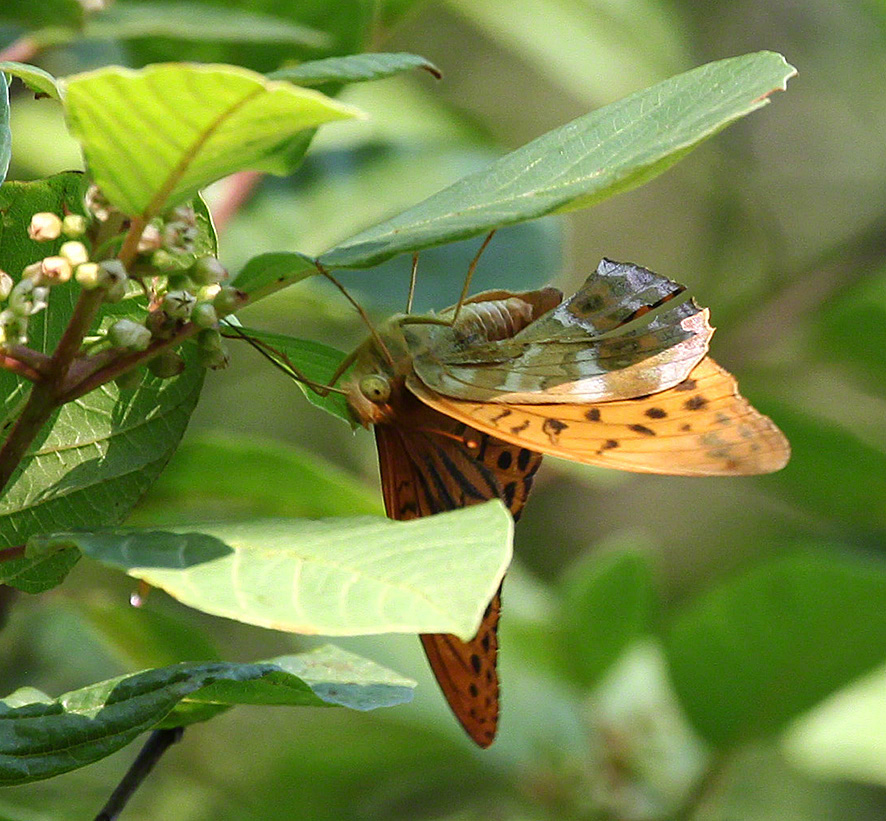 Kaisermantel - Argynnis paphia