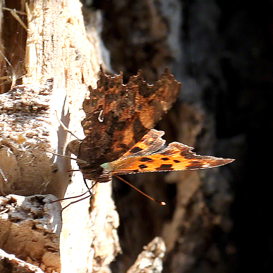 C-Falter (Polygonia c-album)