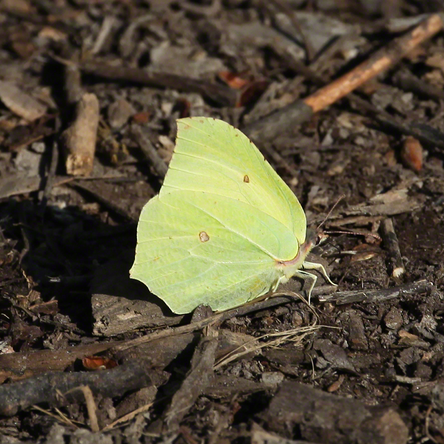 Zitronenfalter - Gonepteryx rhamni