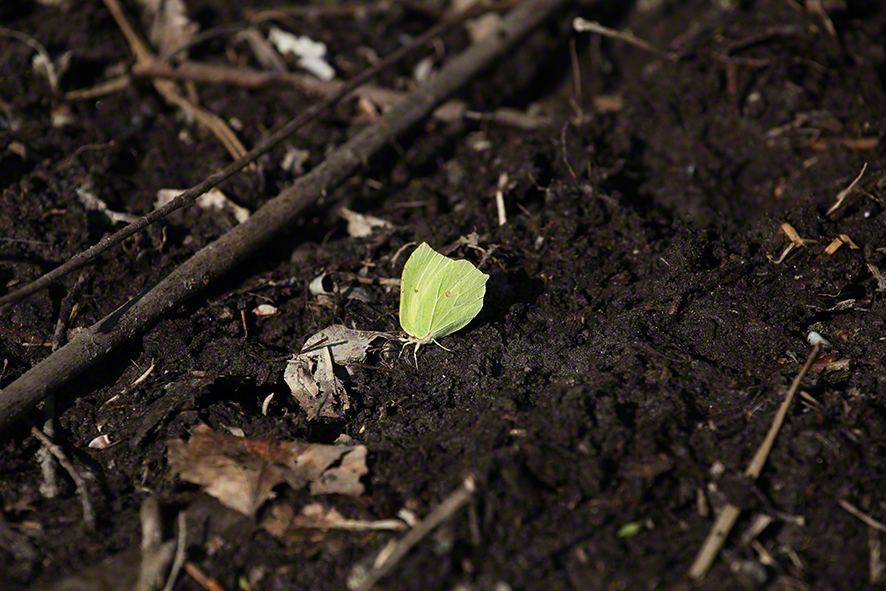 Zitronenfalter - Gonepteryx rhamni