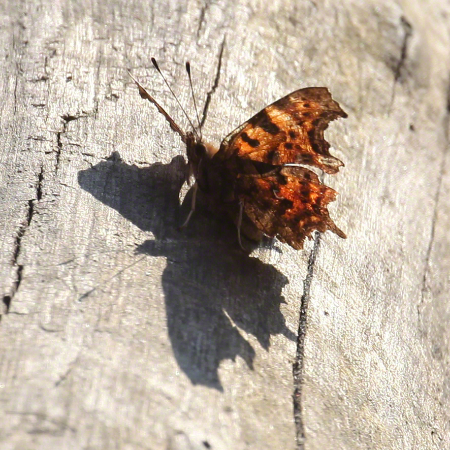 C-Falter (Polygonia c-album)