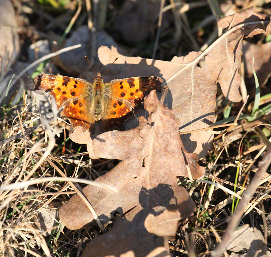 C-Falter (Polygonia c-album)