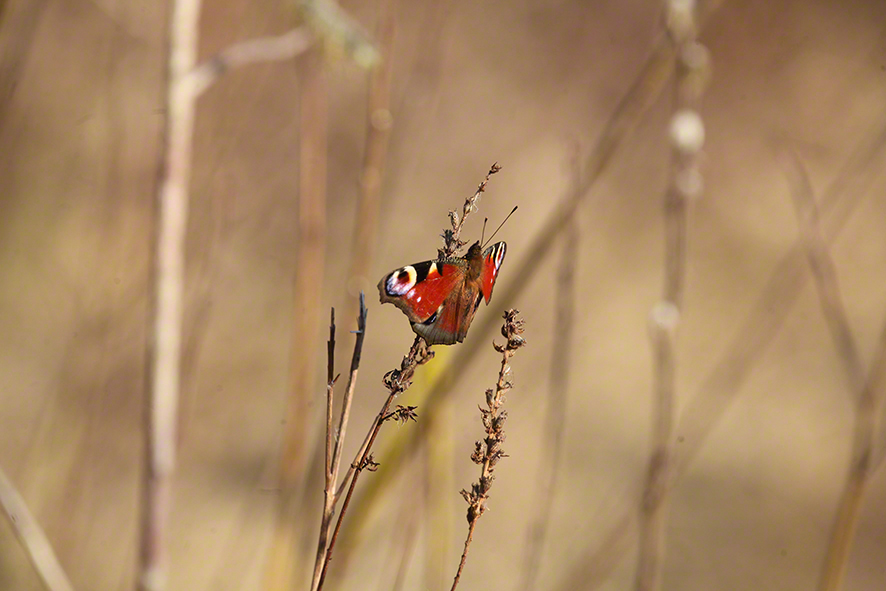 Tagpfauenauge (Aglais io)