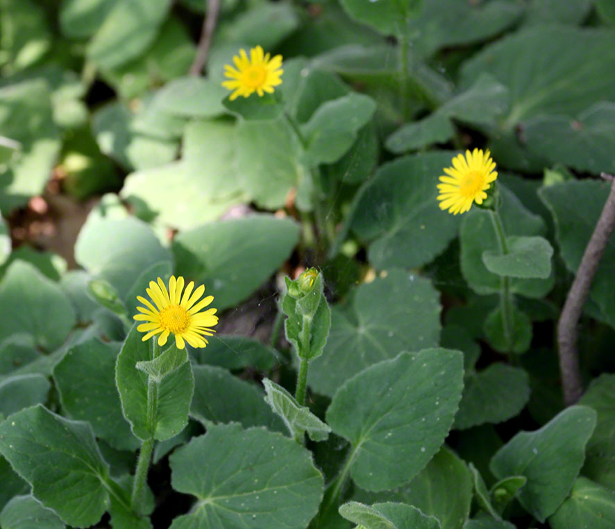 Lobau gelbe Blume