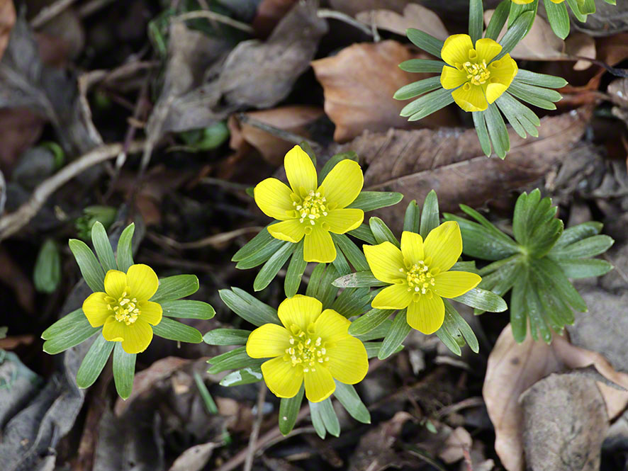 Hintersdorf Winterling