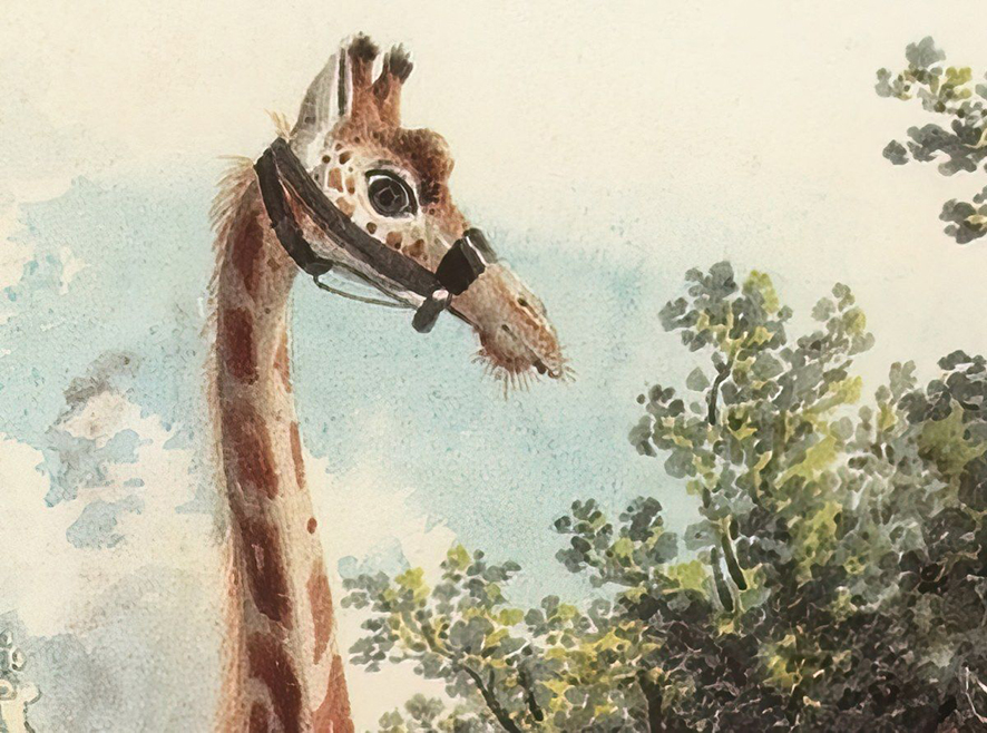 Giraffe Kottingbrunn